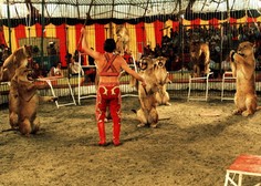 Med cirkuško predstavo lev napadel trenerja, življenje mu je rešila žena (VIDEO)