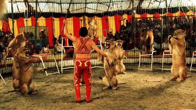 Med cirkuško predstavo lev napadel trenerja, življenje mu je rešila žena (VIDEO) (foto: Profimedia)