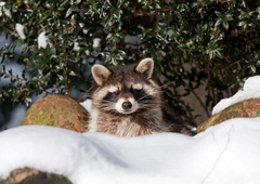 Ste že videli rakuna, kako lovi snežinke? Nasmejali se boste (VIDEO)