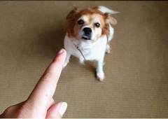 7 stvari, ki psa prizadenejo, ne da bi se vi tega zavedali