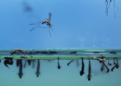 Komarji v Aziji razvili 'superodpornost': kaj bo, če se razširijo po vsem svetu?