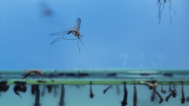 Komarji v Aziji razvili 'superodpornost': kaj bo, če se razširijo po vsem svetu? (foto: Profimedia)