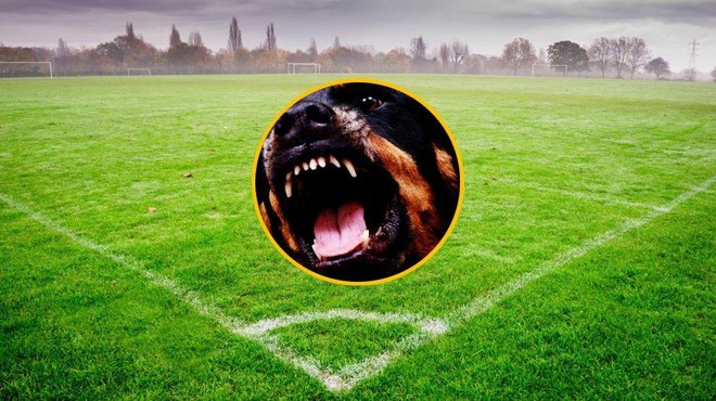 Grozljiva smrt nekdanjega reprezentanta: nogometaša do smrti pogrizli njegovi psi (foto: Profimedia/fotomontaža)