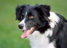 Veterinarka opozorila na 10 znakov, ki lahko kažejo na raka pri psu
