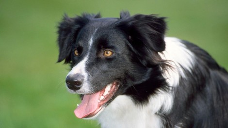 Veterinarka opozorila na 10 znakov, ki lahko kažejo na raka pri psu
