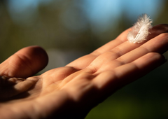 Če ste našli pero, to nosi močan pomen (razkrivamo, kaj vam želi vesolje sporočiti)