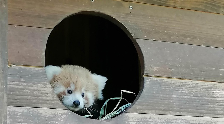 Kaj se dogaja z mladičem mačje pande v ZOO Ljubljana? (foto: Jana Štiftar (ZOO Ljubljana))