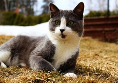 Kdo je maček Tito, ki ga išče vsa Bolivija, vključno z jasnovidko?