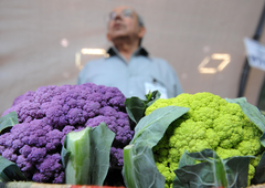 Se vam je cvetača že kdaj obarvala vijoličasto? Nikar se ne ustrašite, če se to zgodi