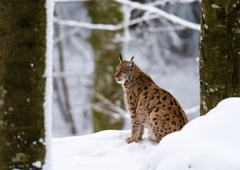 Petek 13. srečen dan za ekipo, ki rešuje rise: poimenovali so jo Rozi