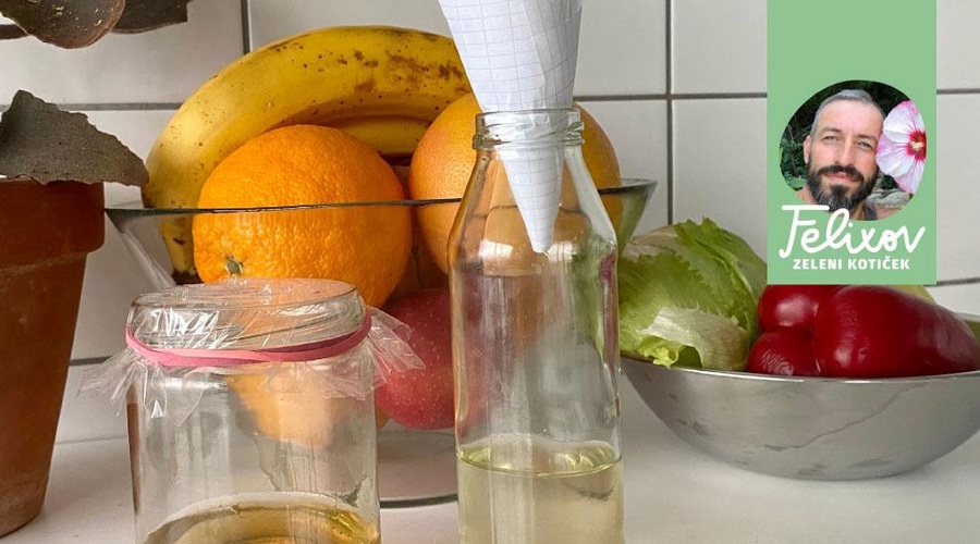 Kako se znebiti sadnih in mrtvaških mušic v stanovanju (foto: Srečko Blas)