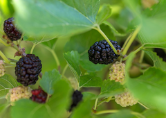 Z njo smo se sladkali v Jugoslaviji, današnji otroci pa je ne poznajo: eno najmočnejših naravnih zdravil raste kot plevel