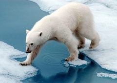 Severni medved prišel v vas in ubil dva človeka