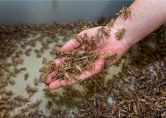 Zmlete žuželke kot sestavina v hrani: Evropska komisija je prižgala zeleno luč