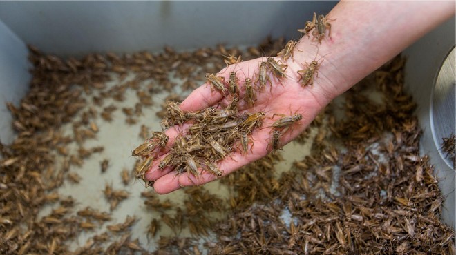 Zmlete žuželke kot sestavina v hrani: Evropska komisija je prižgala zeleno luč (foto: Profimedia)