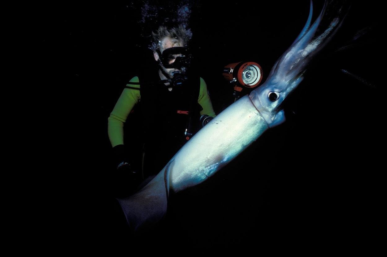 Par med potapljanjem posnel orjaškega lignja (VIDEO) - Metropolitan.si