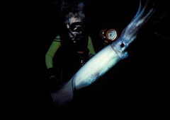 Par med potapljanjem posnel orjaškega lignja (VIDEO)