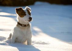Igro psa v snegu je treba vedno nadzorovati