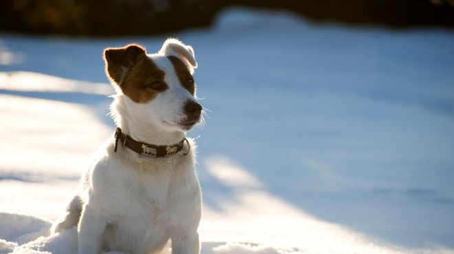 Igro psa v snegu je treba vedno nadzorovati (foto: Profimedia)