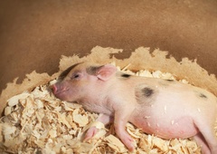 Žalostna zgodba pujska iz Celja, ki je bil podarjen kot darilo