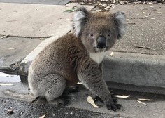 ʺUstavite promet, koala gre čez cesto!ʺ (VIDEO)