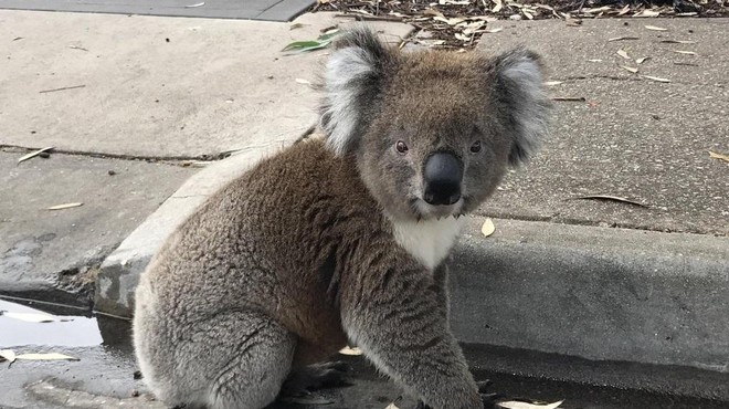 ʺUstavite promet, koala gre čez cesto!ʺ (VIDEO) (foto: Profimedia)