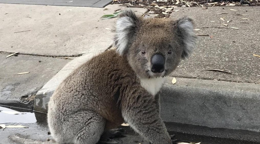ʺUstavite promet, koala gre čez cesto!ʺ (VIDEO) (foto: Profimedia)