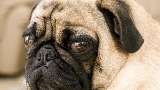 Bodo na družbenih omrežjih prepovedali objavo fotografij določenih pasem psov? (foto: Profimedia)