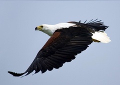 Razvozlali 'osebno izkaznico' ribjega orla