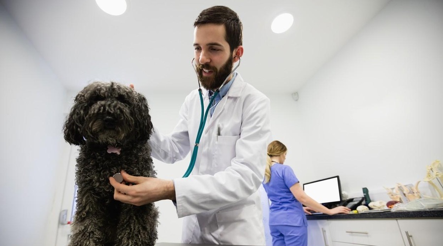 Katerih je 5 najboljših pasem po mnenju veterinarja? (foto: Profimedia)