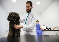 Katerih je 5 najboljših pasem po mnenju veterinarja?