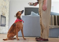 Vladni predlog za oskrbo psa predvideva 0,40 evra na dan – ga vi s tem lahko nahranite?