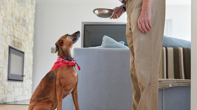 Vladni predlog za oskrbo psa predvideva 0,40 evra na dan – ga vi s tem lahko nahranite? (foto: Profimedia)