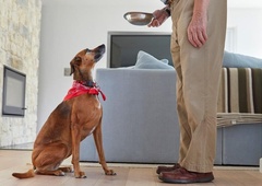 Vladni predlog za oskrbo psa predvideva 0,40 evra na dan – ga vi s tem lahko nahranite?