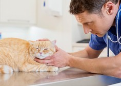 Mačke pri veterinarju pol manjkrat kot psi: ʺTo je velik problemʺ