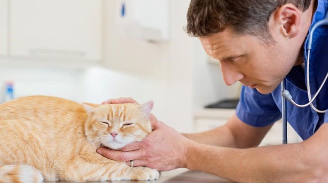 Mačke pri veterinarju pol manjkrat kot psi: ʺTo je velik problemʺ (foto: Profimedia)