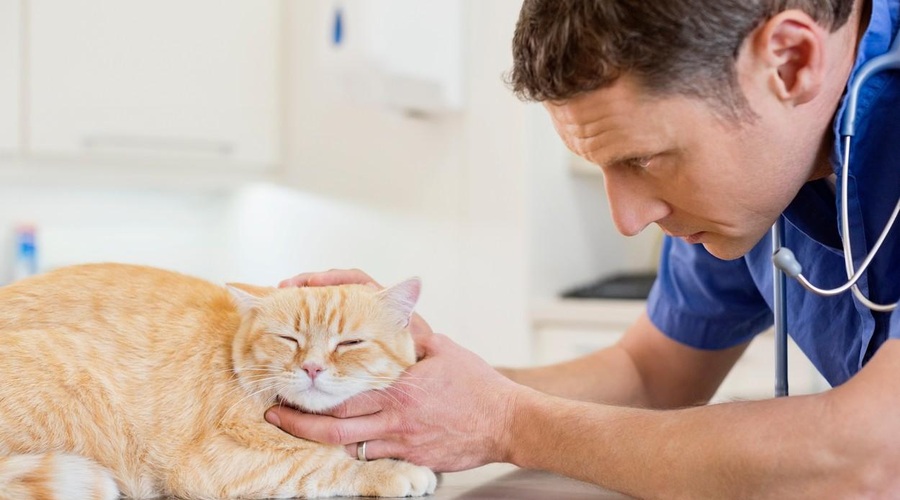 Mačke pri veterinarju pol manjkrat kot psi: ʺTo je velik problemʺ (foto: Profimedia)