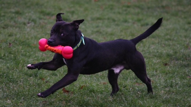 Kako prati pasje igrače (in zakaj morate to početi redno) (foto: Profimedia)