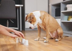 13 najbolj inteligentnih pasem psov – je vaš med njimi?