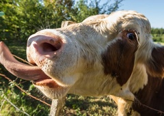 Bill Gates po novem denar vlaga v kravje riganje