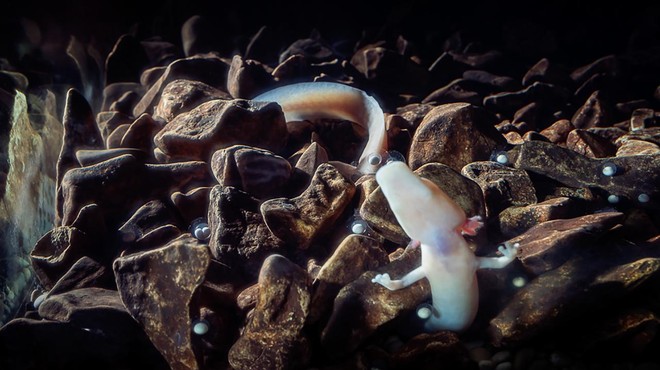 V Postojnski jami kar 57 mladičkov človeške ribice (foto: vir: Postojnska jama)