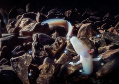 V Postojnski jami kar 57 mladičkov človeške ribice