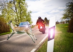 Povožena divja žival na cesti: kaj storiti?