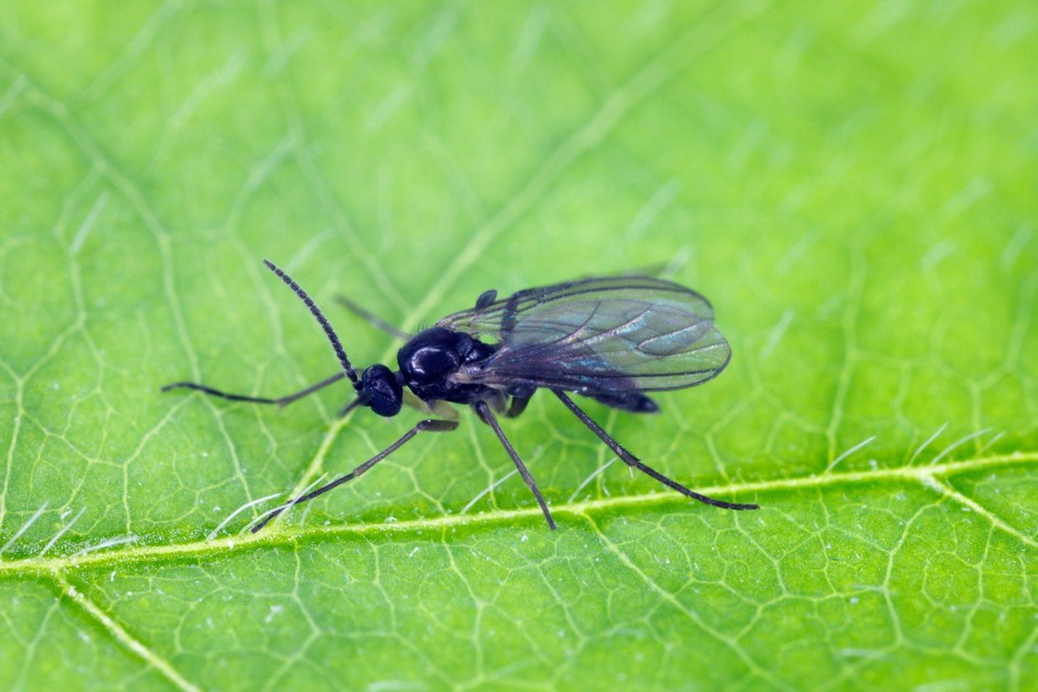 2. Žalovalke Žalovalke pogosto zamenjamo za komarje, saj so jim po obliki in barvi nekoliko podobni. So pa te žuželke …