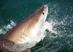 Grozljiv napad morskega psa na potapljača