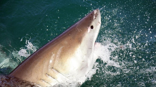 Grozljiv napad morskega psa na potapljača (foto: Profimedia)