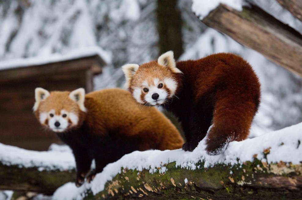 ZOO Ljubljana pod snežno odejo: nekatere živali prav uživajo (VIDEO) (foto: ZOO Ljubljana)