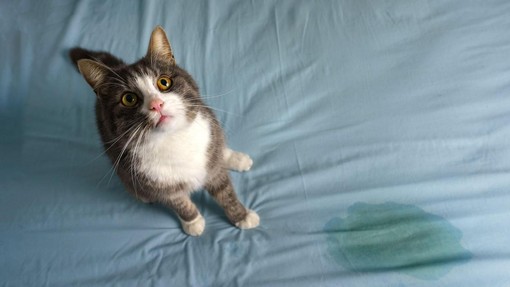 Ko mačka lula po stanovanju – kako lahko to preprečite? (8 nasvetov)
