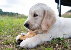 Piščančje kosti: za psa neprimerne in zelo nevarne (kar dokazuje Aronova zgodba)