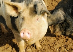 V klavnici prašič ubil mesarja, ko je ta hotel ubiti njega